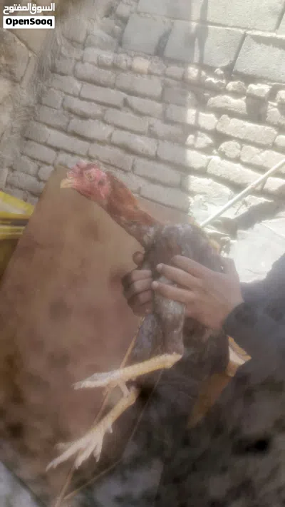 ديج مخلف هراتي عمره 7 اشهر ونص توه يعوعي الطير بتخريجته انطك بجنحه اتاذه الطير للبيع لو مراوس بعرب 2