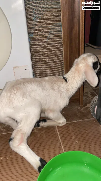 فطيمه للبيع عمرها شهرين سبب لبيع امها ماتت 2