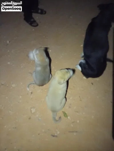 كلب للتبني 3