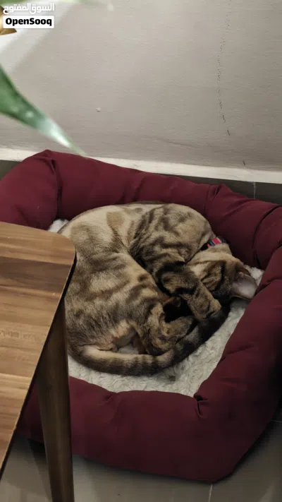 Tiger cat for adoption قطة تابي للتبني 3