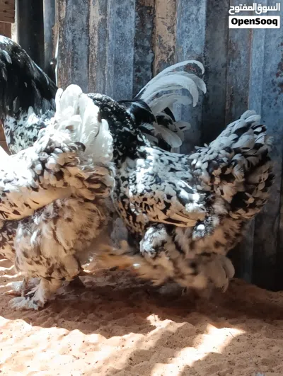 كوبية براهما فولى 4