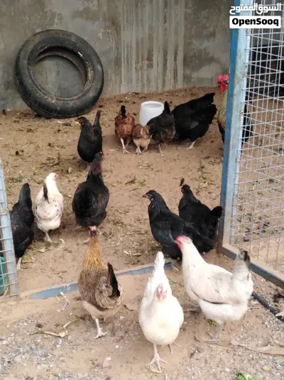 دجاج عربي للبيع 3
