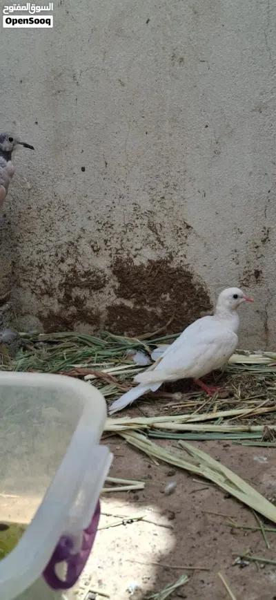 بيع حمام رعبي 2