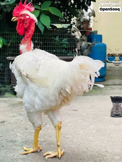 مطلوب ديك فرنساوي لون ابيض 2