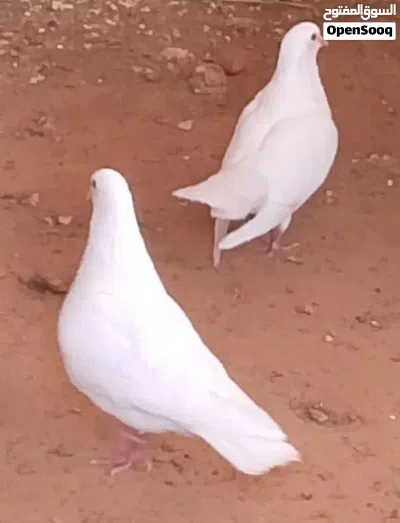 حمام فرنساوي لاحم درجة اوله سلاالة شركة فرنسية دم صافي بضاعة اوله 2