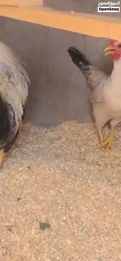 بسم الله وعلى بركة الله متاح ديج دجاجة دندراوي فواتح الدجاجة على وجه بياض 2
