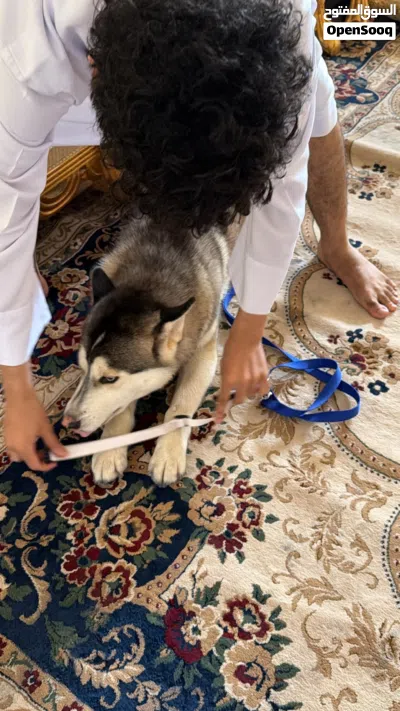 هسكي لعوب 4