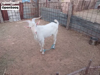 جدي فرنساوي سن تانيه 3