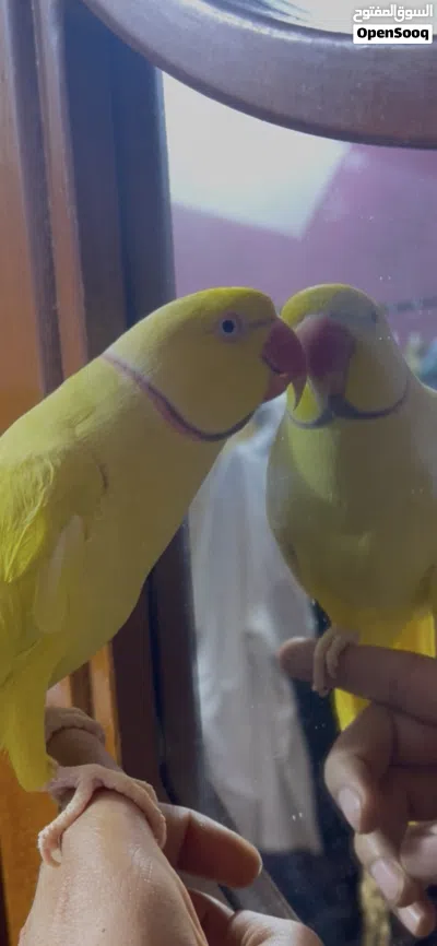 فحل دره اصفر اليف جاهز بيه كلام هواي يحجي بلوجه يركص 2