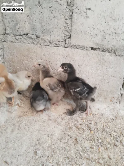 صوص براهمي بف جانبو جميع الوان 2