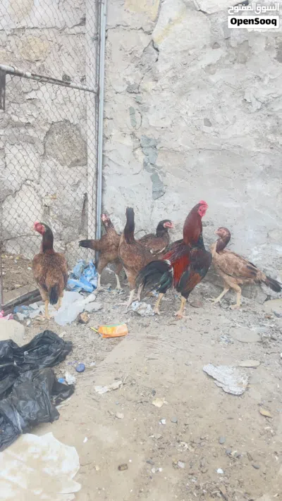 دجاج باكستاني للبيع 3