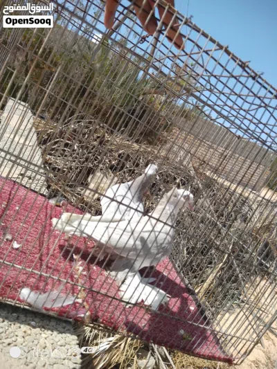 هزاز درجه اولا 2