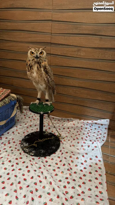 بومه نسريه اليفه بس فيها خوف 2