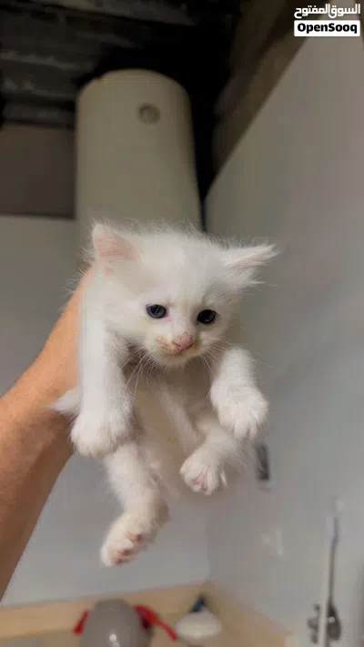 قط شيرازي للبيع ذكر 2