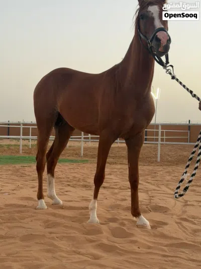 فحل عربي جمال 4
