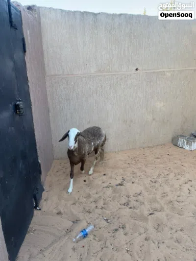 نعجه ربي يبارك توميه سنه 9شهور 3