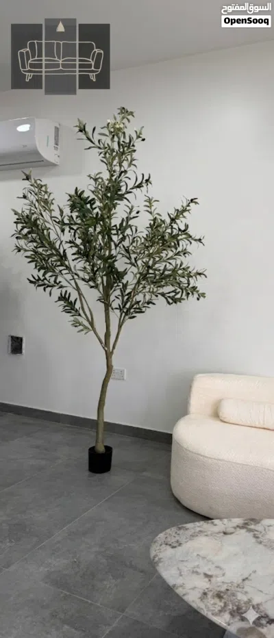 شجر الزيتون فخامة تكتمل بها لوحة منزلك جوده جدا Olive trees add a touch of luxury to your home's dec 3