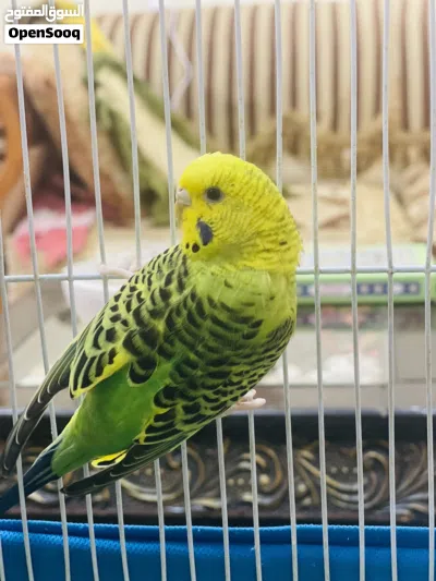 طيور الحب اناث مع قفص 3