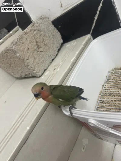 فرخ ببغاءوز 3