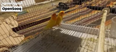 للبييييييع زوجين روز ب أقل سعر التفاااااصيل في الوصففف 3