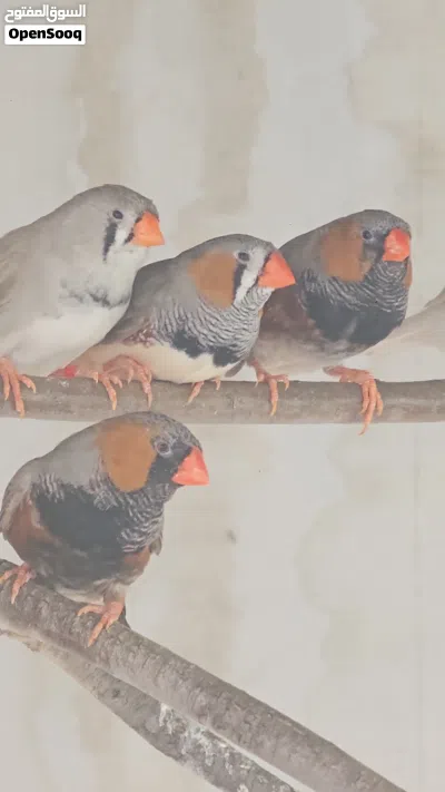 زيبرا حجم فوق المتوسط 4