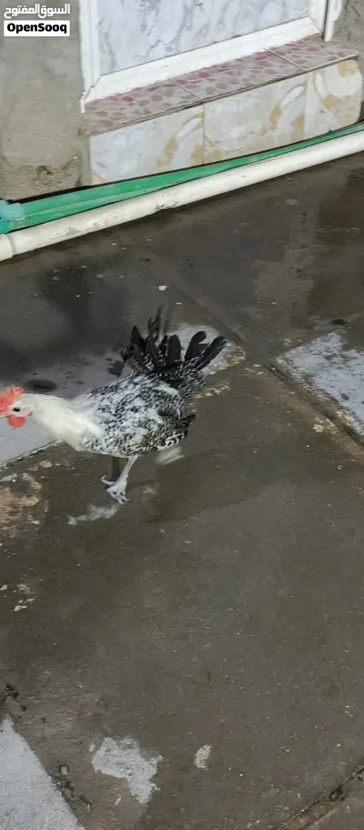 ديج ودجاجه فيومي فضي 2
