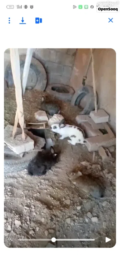 ارانب هجين بابيون 3