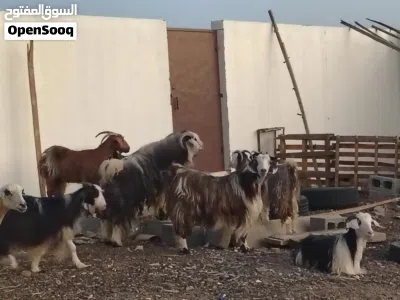 اغنام للبيع من حلال الرحووب 3