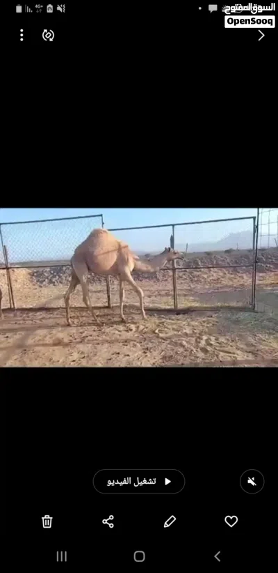 جعود للبيع 3
