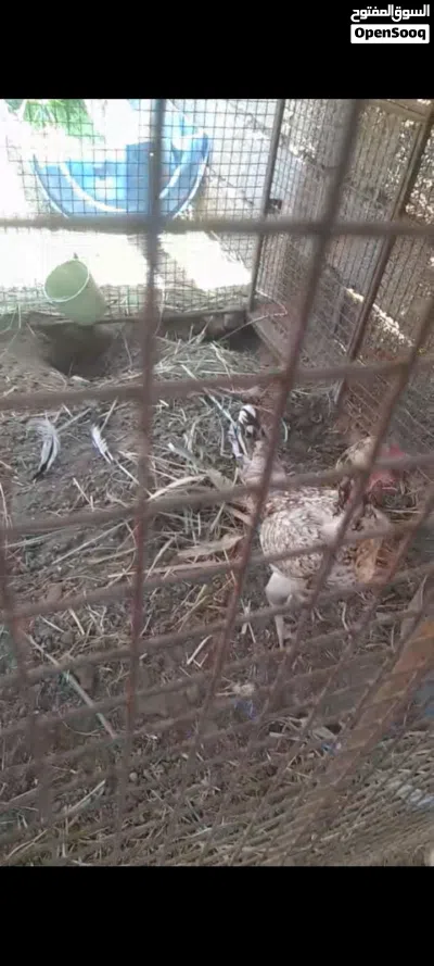 مجموعة طيور للبيع 2