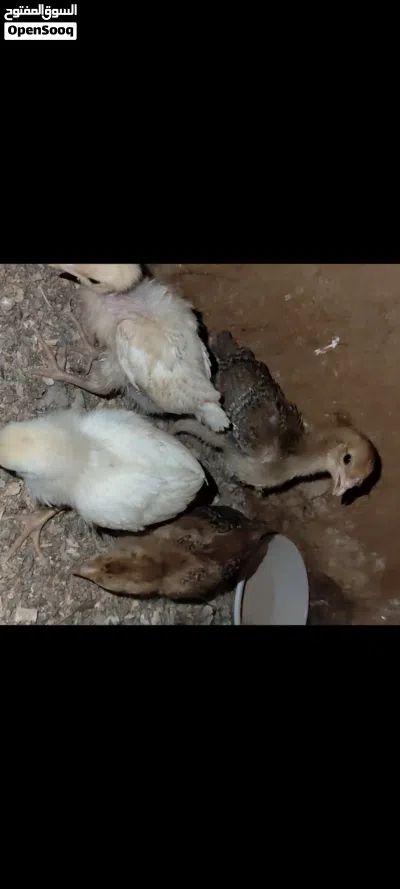 افراخ دجاج عرب عادي وابو ركيبه 3