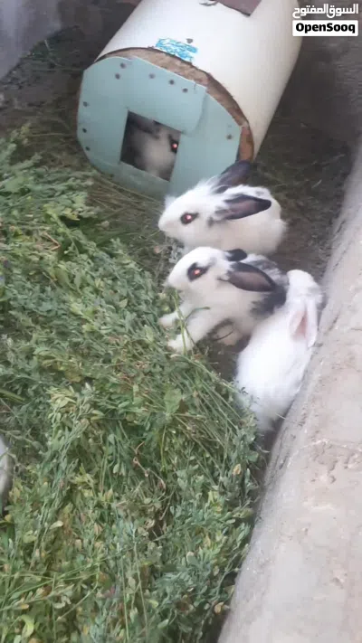 للبيع أرانب فرنسية 3