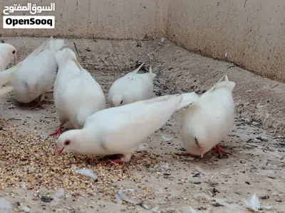 حمام لاحم فرنسي حجم كبير 2