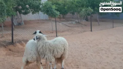 2فطايم وطنيات توميات ربي يبارك عمرهم ف8شهور سلاله مشالله متع تربيه.. 2