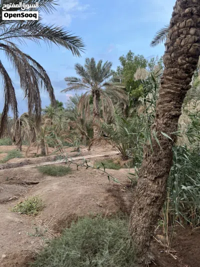 الدار للبيع مع بستان 3