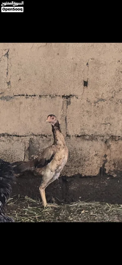 ديك ودجاجه باكستانيات للبيع 2