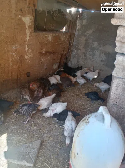 صيصان بلدي للبيع 3