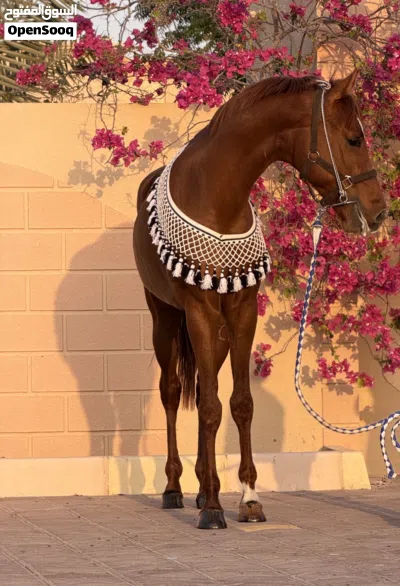 مهر عربي العمر 4 سنوات 3