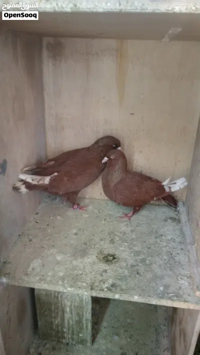 جواز زق للبيع 3