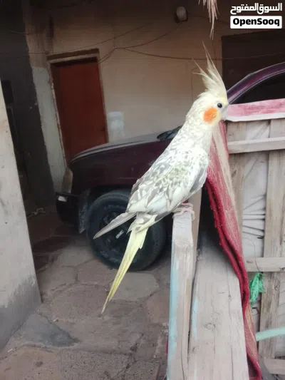 طير كوكتيل أليف 3