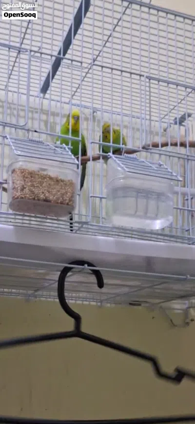 Buggies Love birds 4