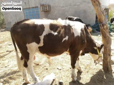 عجول عراقيه سمان شرط الصحه يفيد رباط يفيد ذبح 2