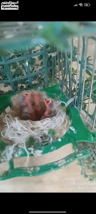 للبيع 3 فراخ حسون حبهات عريش 4