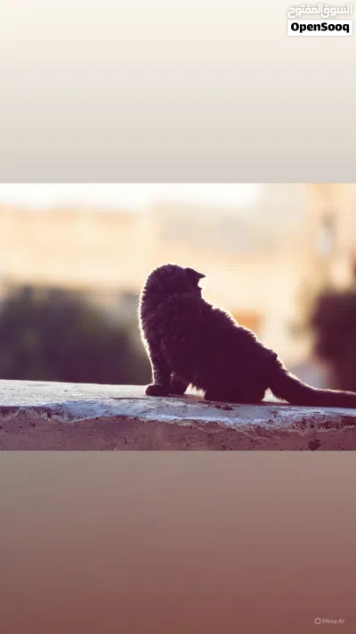 قطه شيرازي 3