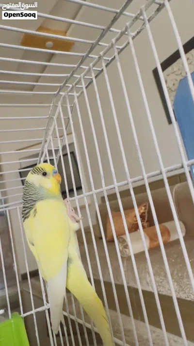 عصافير بقلينو كوبيا 4