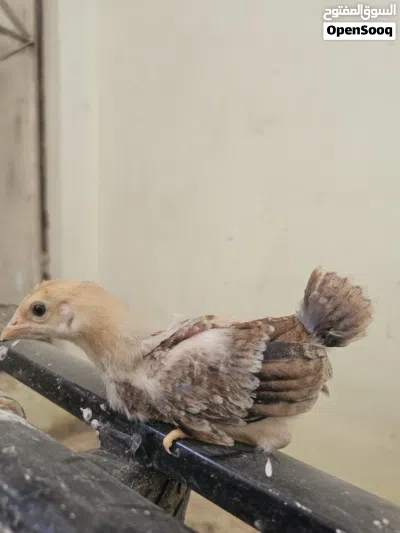 افراخ دجاج 2