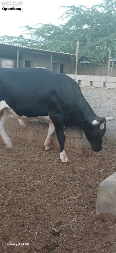 ثور هولندي هولشتاين 4