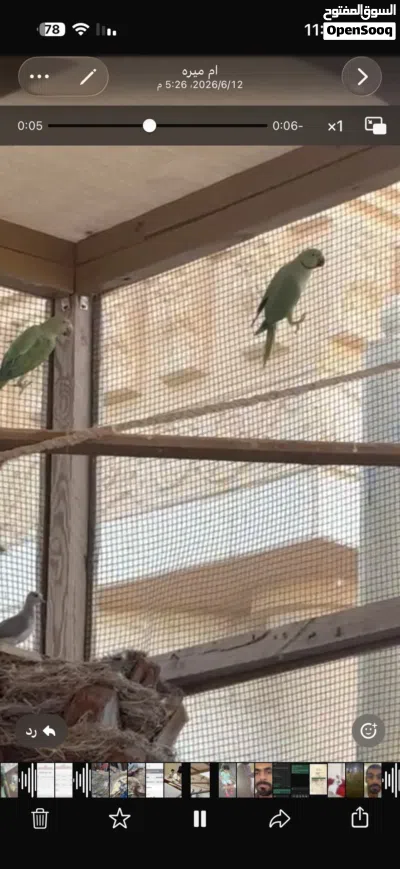 دره اخضر فيهن زوج اكيد وفيه زوج ثاني بس ما اعرفه وين وفيه فرديات للبدل بانثى دره ازرق او دره ابيض 2