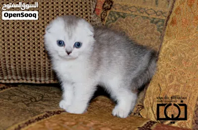 الاسعار تبدأ من 100 قطط سكوتش فولد شورت هير وقطط بريتش شورت هير Scottish fold&British Shorthair بيور 2