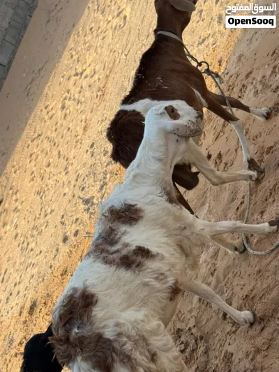 فطيمه هجين للبيع المكان جدايم 4